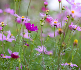 flowers in the field