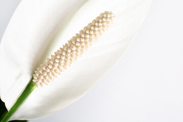 Closeup peace lily white flower blooming isolated on white background. Peace Lily tree the popular ornamental houseplant air purifying plants for home tropical minimal design.