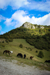 Horses in nature. Horses grazing on the hillside overlooking Sarajevo. Wild horses in Bosnia and...