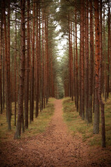 path in the forest