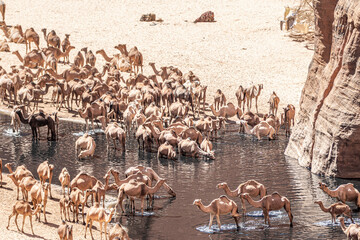Guelta d'Archei waterhole, Ennedi Plateau, Chad, Africa
