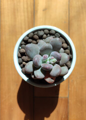 one isolated pink succulent plant on the floor in sunny morning
