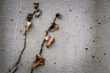Plants draped over concrete. The ivy is on the concrete. Ivy with dried leaves. The battle of concrete and nature. Wallpaper, selective focus, close-up.
