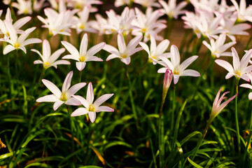 Beautiful pink rain lily field