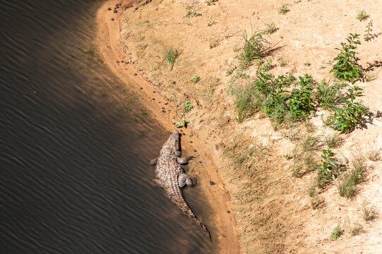 Nile Crocodile, Guelta d'Archei. Chad, Africa