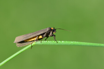 a small moth (atolmis rubricollis), with only one antennae, on a green blade of grass against a green background in nature