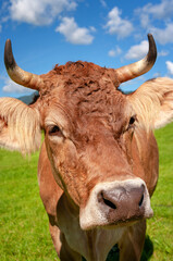 Cow in the Alps, Bavaria Germany