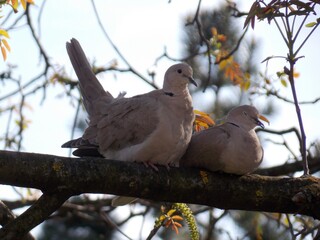 two gray doves on a branch