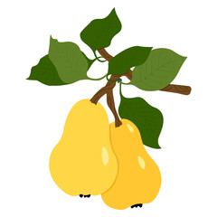 Vector flat illustration of twigs with pears