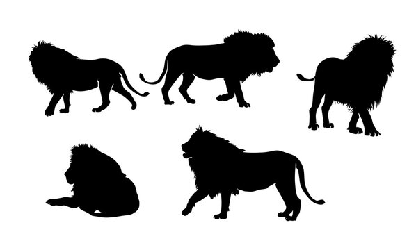 Lion Silhouettes