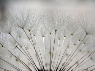 white dandelion seeds in spring