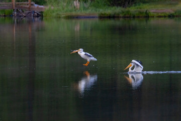 Flock of American White Pelicans