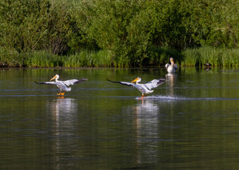 Flock of American White Pelicans