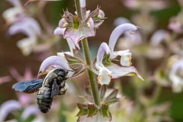 Holzbiene an Muskatellersalbei