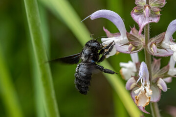 Holzbiene an Muskatellersalbei