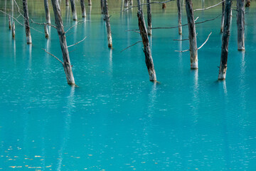 さざ波が立つ青い池の水面　美瑛町
