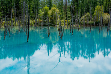 さざ波が立つ青い池の水面　美瑛町
