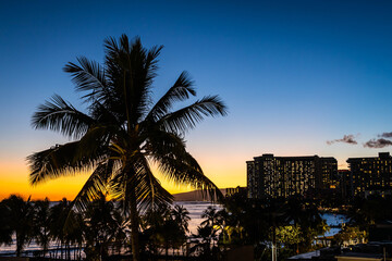 Obraz premium A palm tree silhouetted against the evening sky with the lights of a hotel in the distance along the beaches of Waikiki on the island of Oahu in Hawaii