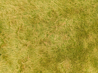 Viewing a meadow from above offers a unique perspective on nature. From a bird's eye view