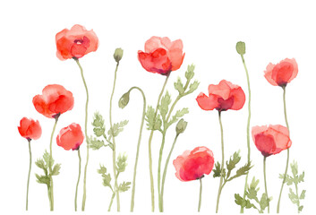 Fototapeta na wymiar Red Poppy Flower Row Watercolor Painting, Hand Drawn and Painted Isolated on White Background