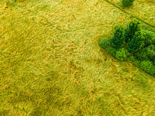 Viewing a meadow from above offers a unique perspective on nature. From a bird's eye view