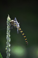 a large yellow dragonfly on wheat