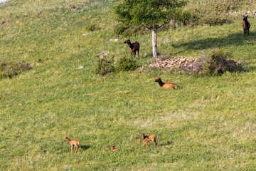 Elk Herd