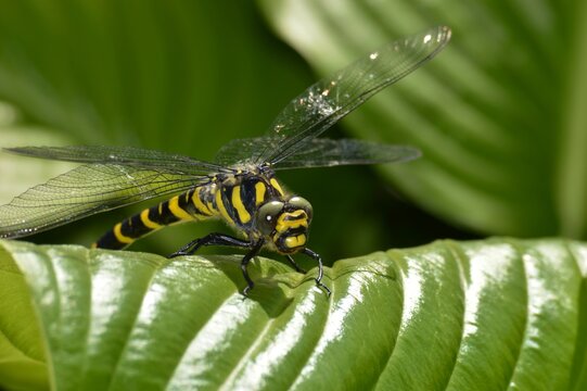 a large yellow dragonfly on a leaf