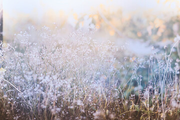 This is the grass flowers and light.