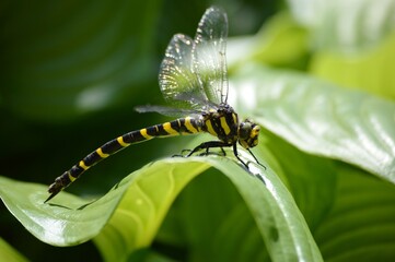 a large yellow dragonfly on a leaf