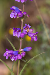 Wildflowers in the Pike National Forest