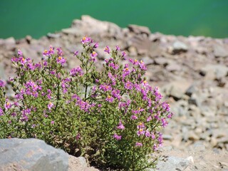 Flores color lila sobre roca