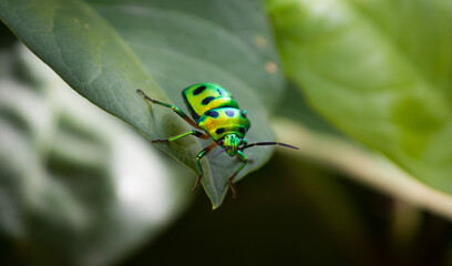 Green beetle.