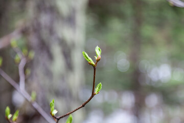 Budding plant in forest