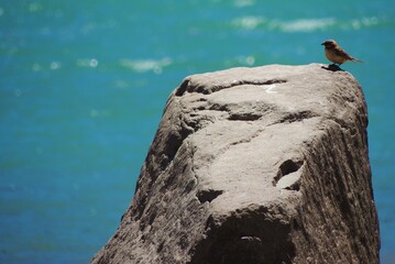 Pájaro sobre roca