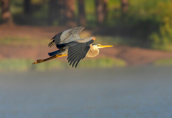 Great Blue Heron at Manitou Lake