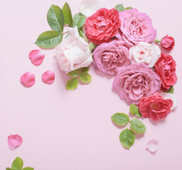 Fototapeta premium beautiful roses on pink paper background