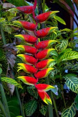 Heliconia (MAD) House- Heliconiaceae