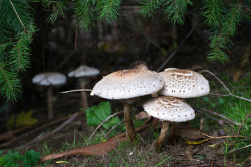 Un grupo de setas comestibles (macrolepiotas) crecen en un pinar, tres de ellas aparecen en primer término y otras dos más al fondo
