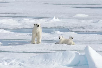 Fototapeten Wild polar bear (Ursus maritimus) mother and cub on the pack ice © Alexey Seafarer