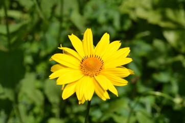 Yellow chamomile flower on a background of green flora.