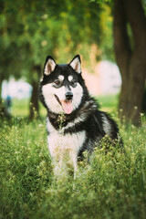 Husky Dog Sit In Summer Greeen Grass. Funny Lovely Pet Dog