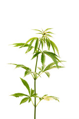 Legal Green Marijuana Cannabis Sprout At White Background. Isolate Cannabis On White Background. Beautiful Cannabis Isolated. Marijuana Cannabis Plant