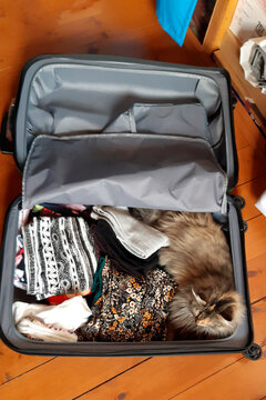 Cat Sitting In The Luggage. Kitten Getting Ready For A Trip