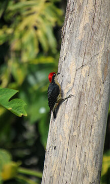 Red Woodpecker On A Tree