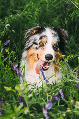 Funny Red And White Australian Shepherd Dog Sitting In Green Grass With Purple Blooming Flowers. Aussie Is A Medium-sized Breed Of Dog That Was Developed On Ranches In The Western United States