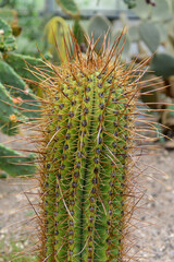 Cactus Echinopsis, Echinopsis chiloensis