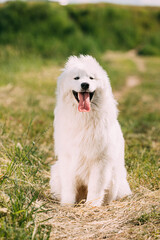 Funny Young White Samoyed Dog Or Bjelkier, Smiley, Sammy Sitting In Summer Grass