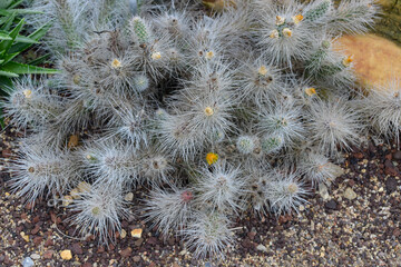 Naklejka na ściany i meble Cactus, Tephrocactus weberi