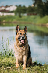 Alsatian Wolf Dog Sitting Near Lake. Brown German Shepherd Dog Sitting In Green Summer Grass Near Lake